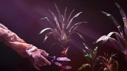 Plantarium-still-1.jpg